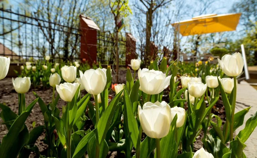 Garten und Terrasse des Hotels Villa Monte Vino in Potsdam (6)