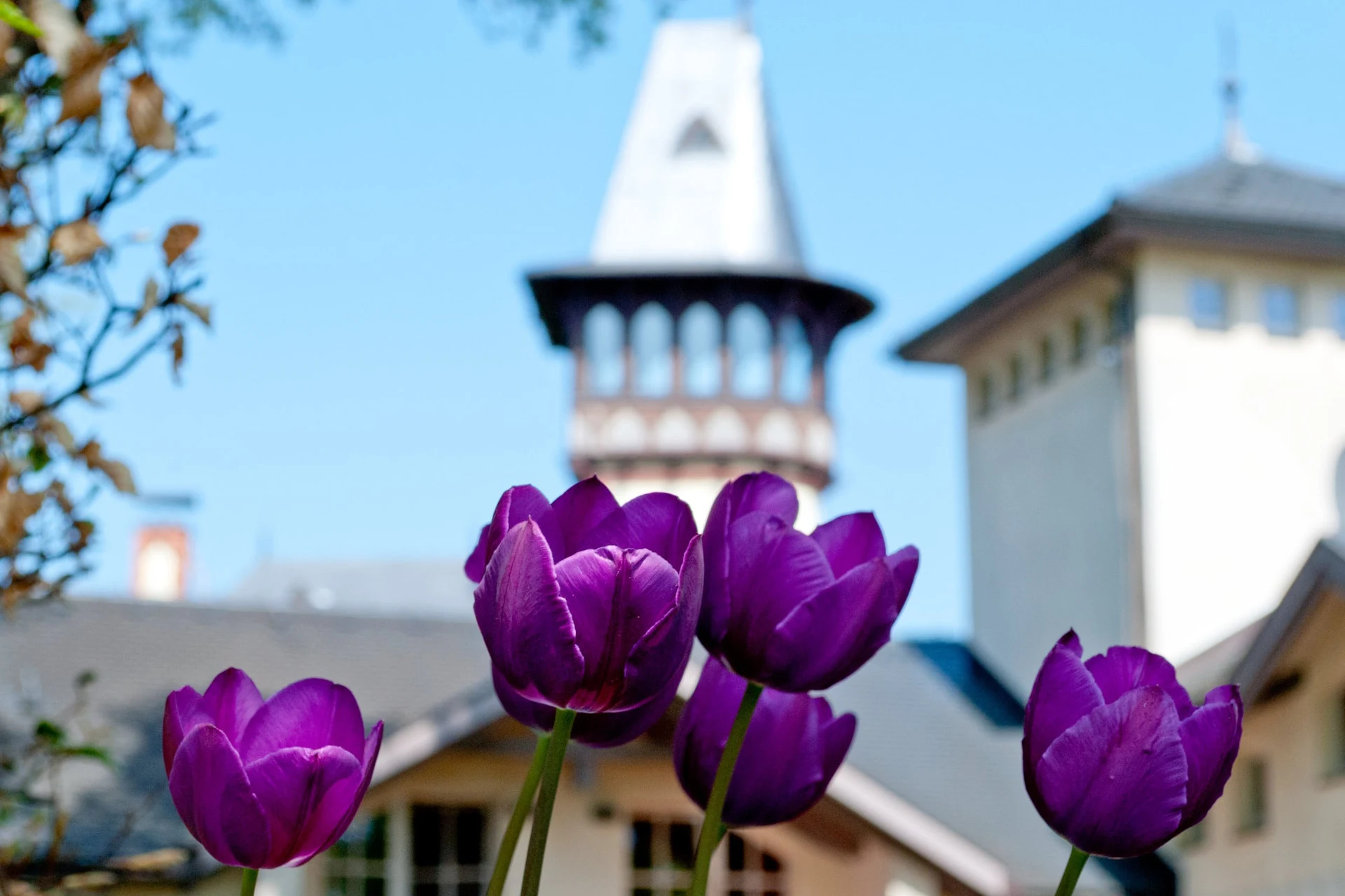 Hotel Villa Monte Vino Potsdam – Turmspitze der Villa hinter violetten Tulpen